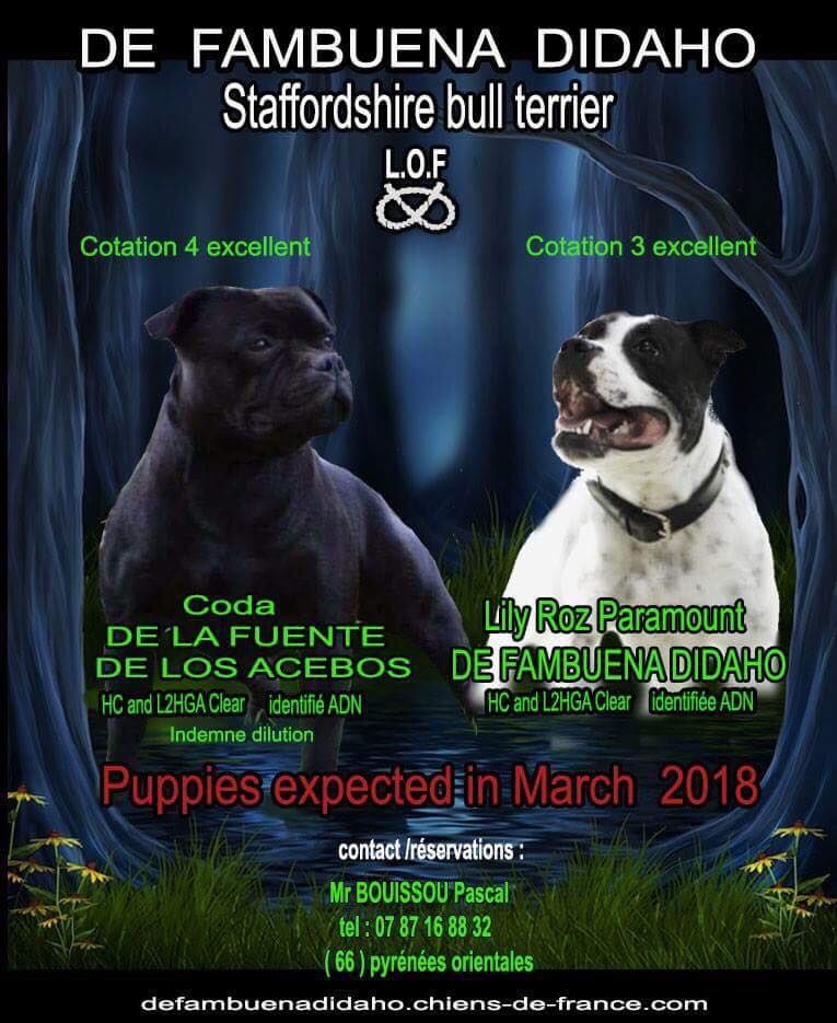 de Fambuena Didaho - Staffordshire Bull Terrier - Portée née le 24/03/2018