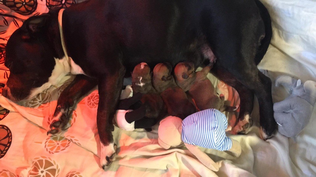 de Fambuena Didaho - Staffordshire Bull Terrier - Portée née le 08/07/2020