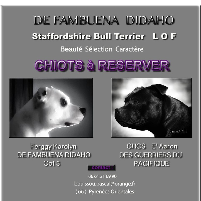 de Fambuena Didaho - Staffordshire Bull Terrier - Portée née le 09/02/2013