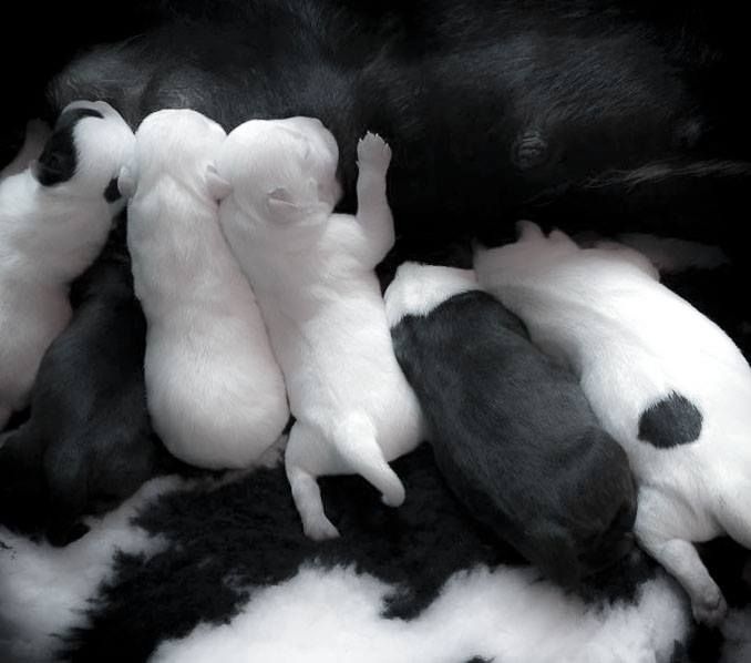 de Fambuena Didaho - Staffordshire Bull Terrier - Portée née le 02/05/2015