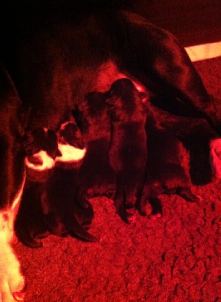 de Fambuena Didaho - Staffordshire Bull Terrier - Portée née le 29/08/2014
