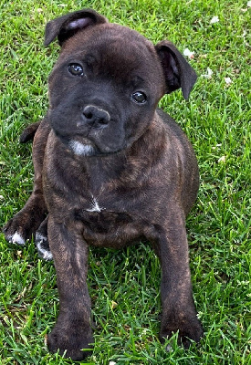 de Fambuena Didaho - Staffordshire Bull Terrier - Portée née le 20/03/2024