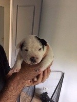 de Fambuena Didaho - Staffordshire Bull Terrier - Portée née le 02/08/2020