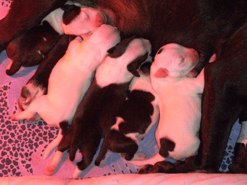 de Fambuena Didaho - Staffordshire Bull Terrier - Portée née le 26/11/2010