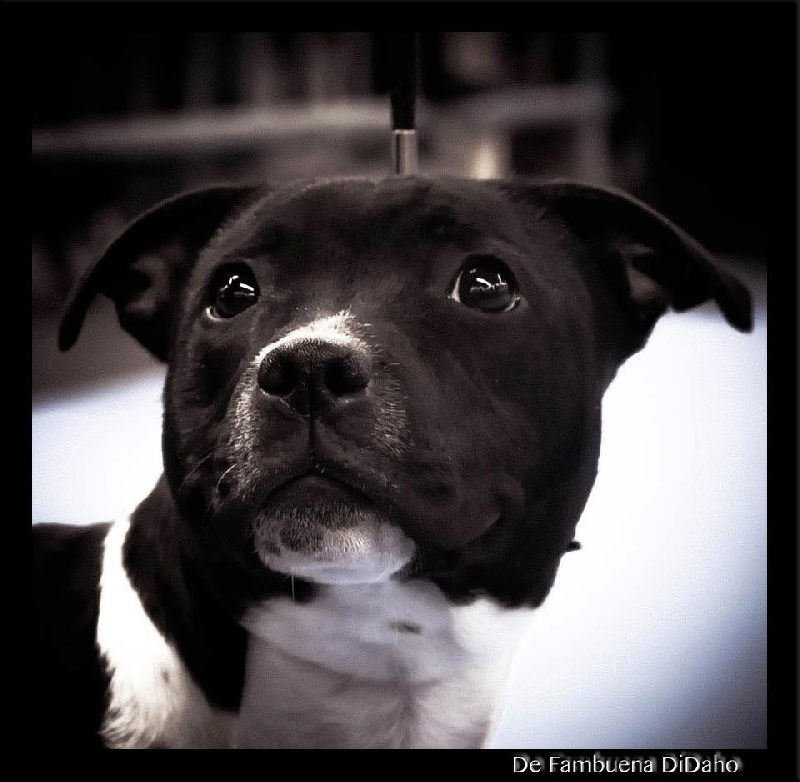 Helektrastar de Fambuena Didaho