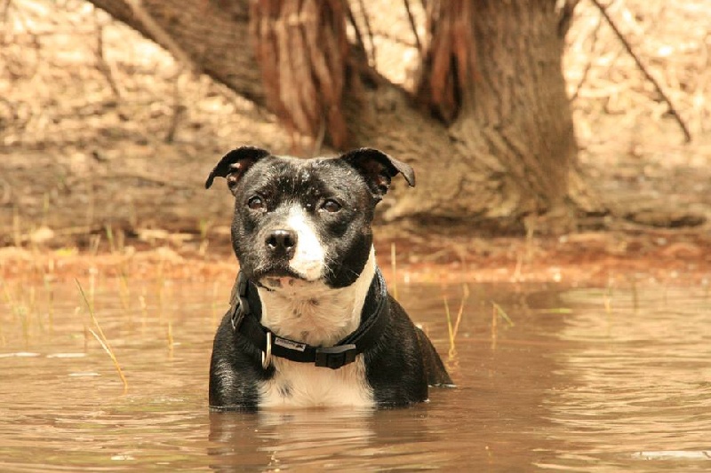 Hard candy de Fambuena Didaho
