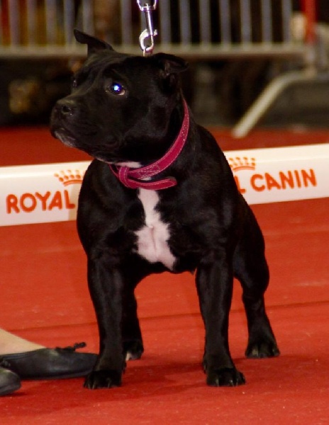 Java météore de Fambuena Didaho