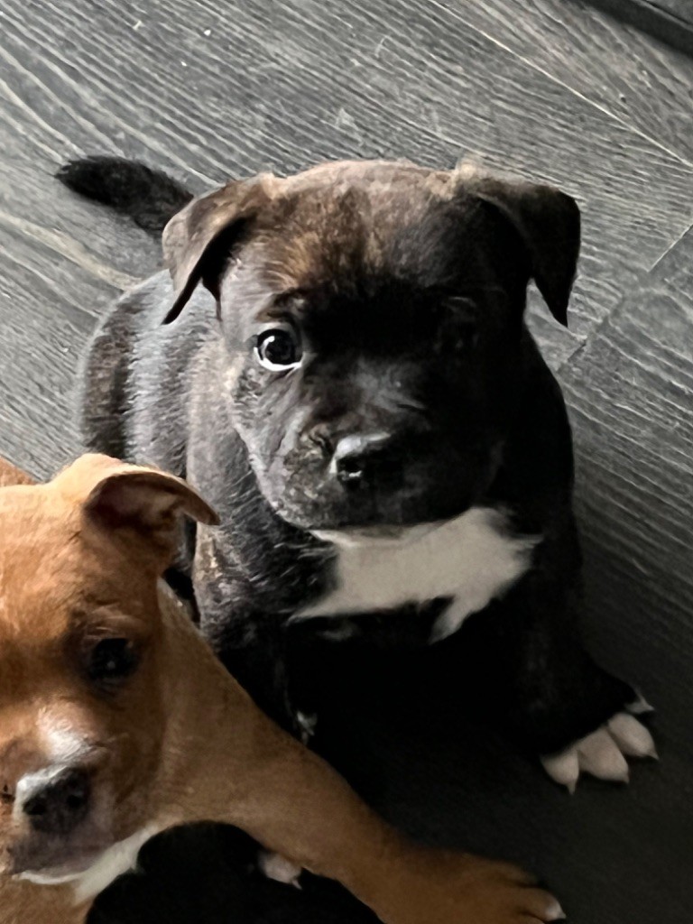 de Fambuena Didaho - Staffordshire Bull Terrier - Portée née le 12/07/2022